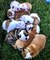 Gratis Gratis Bulldog Ingles Cachorros - Foto 1