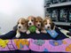 Gratis Gratis Cachorros Beagles - Foto 1