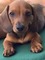 Gratis miniatura dachshund perros - Foto 1