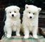 Impresionante macho y hembra samoyed en venta