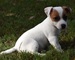 Jack russell, fascinantes y baratos - Foto 1