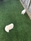 Lindos cachorros de pomerania para addoption Lindos - Foto 1