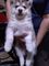 Lorenmzo husky siberiano para adopcion dos tengo algunos machos y