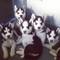 Lorenzo begredertrder Siberian Husky cachorros para su aprobación - Foto 1