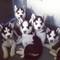 Lorenzo begredertrder siberian husky cachorros para su aprobación