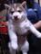 Lorenzo begredertrder Siberian Husky cachorros para su aprobación - Foto 2