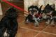 Lorenzo cachorros de yorkshire terrier para su aprobación - Foto 2