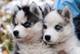 Lorenzo cachorros husky siberiano en adopcion - Foto 1