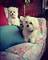 Lorenzo dos cachorros malteses de primera clase disponibles - Foto 1