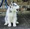 Magnifico cachorros husky siberiano - Foto 2