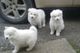 Magnifico cachorros samoyedo macho y hembra dulce preciosos