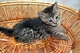 Magníficos gatitos de sabana con ojos azules