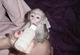 Mono capuchino macho y hembra