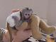 Monos capuchinos muy increíbles para ti