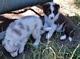 Muy lindos cachorros border collie