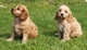 Preciosos cachorros Cockapoo - Foto 1