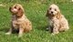 Preciosos cachorros cockapoo