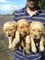 Regalo cachorre golden retriever