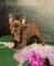 Regalo cachorros Bulldog frances en adopcion - Foto 1