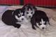 Regalo cachorros husky siberiano en adopcion