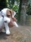 Regalo cachorros jack russell terrier