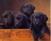 REGALO Cachorros Labradores Retriever Negros - Foto 1