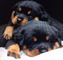 REGALO Cachorros Rottweiler Aceptamos - Foto 1