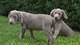 Regalo cachorros weimaraner