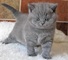 Regalo gatitos briticos pelo corto en adopcion