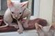 Regalo gatitos sphynx en adopcion