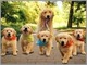 Regalo golden retriever cachorros