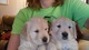 Regalo hermosos cachorros golden retriever