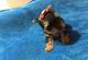 Regalo Pequeno macho y hembra cachorros York Terrier - Foto 1