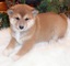 Shiba inu excelente cachorros