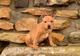 STAFFORDSHIRE bull terrier cachorro - Foto 1
