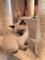 Tica Reg Birman Cats - Foto 1