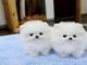 2 pomerania blanco disponible