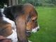 Adorable cachorros Basset Hound para adopción - Foto 2