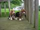 Adorable cachorros Basset Hound para adopción - Foto 3