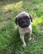 Adorable cachorros Pug listos para su nuevo y encantador hogar - Foto 1