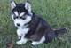Adorable siberian husky puppies listo para nuevas casas preciosas