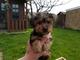 Adorable yorkie puppies disponible