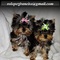 Adorables cachorros de Yorkshire Terrier disponibles - Foto 1