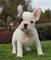 AKC registrado adorable Bulldog Francés cachorros.Hombre y mujer - Foto 1