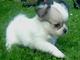 Bella Chihuahua Cachorros d 11 semanas de edad - Foto 1