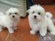 Bichon frise puppies en venta