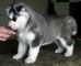 Bonitos cachorros de Siberian Husky para adopción.. - Foto 1