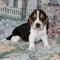 Cachorros beagle muy inteligentes para su adopción