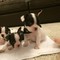 Cachorros de bulldog francés listos para amar hogar