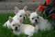 Cachorros de Bulldog Francés Regalo - Foto 1